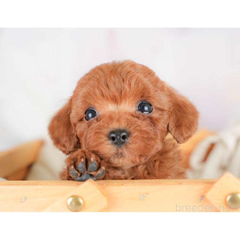 販売中の栃木県のトイプードル-425722の7枚目