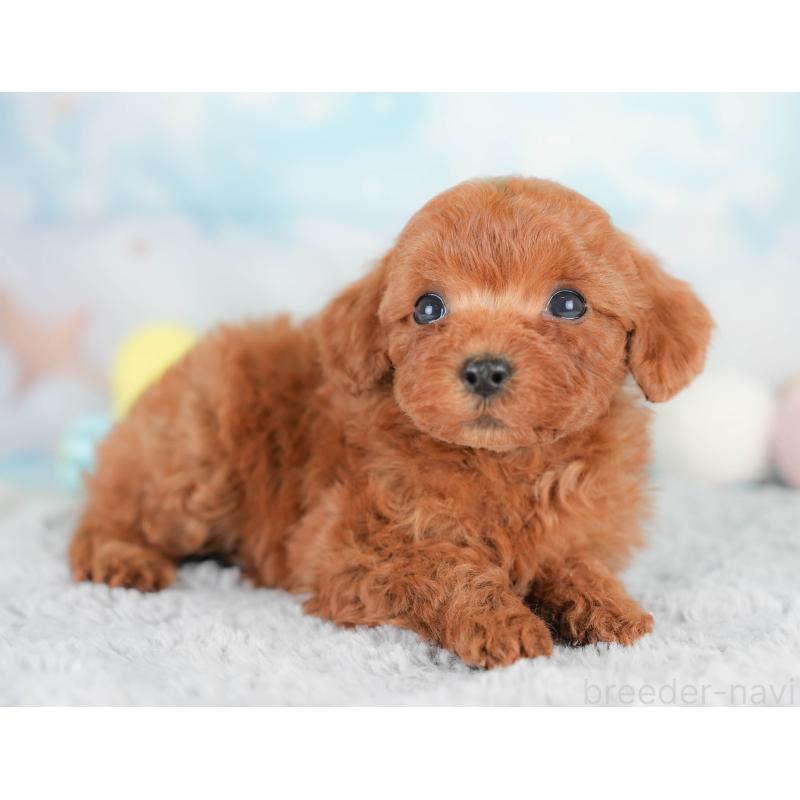 販売中の栃木県のトイプードル-425722の4枚目