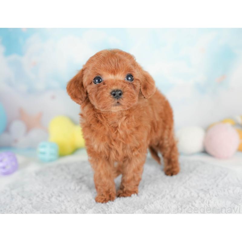 販売中の栃木県のトイプードル-425722の3枚目