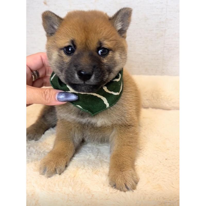 販売中の茨城県の豆柴-425723の5枚目