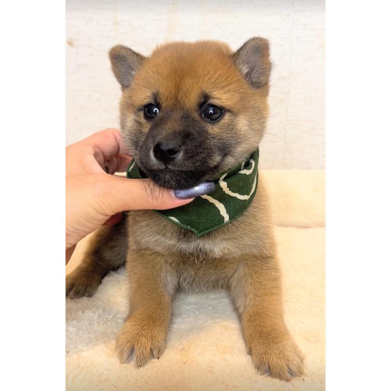 販売中の茨城県の豆柴-425723の4枚目