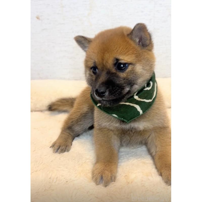 販売中の茨城県の豆柴-425723の3枚目