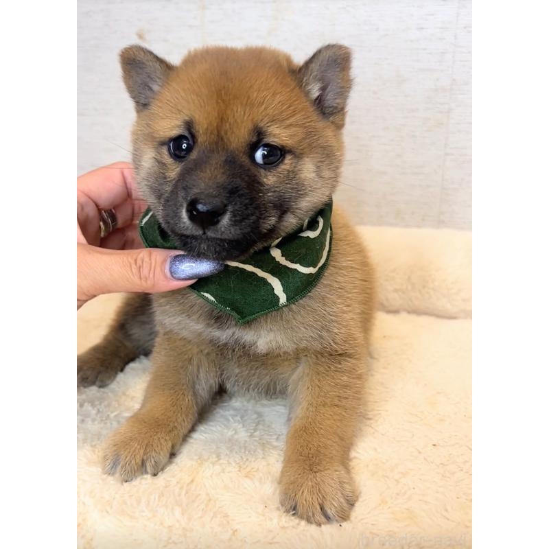 販売中の茨城県の豆柴-425723の2枚目