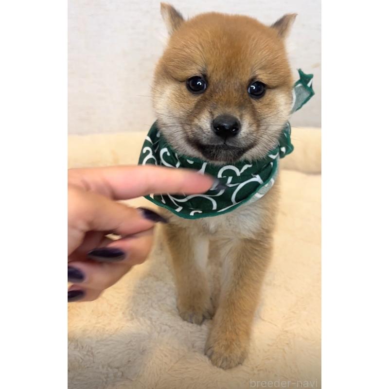 販売中の茨城県の豆柴-425725の4枚目