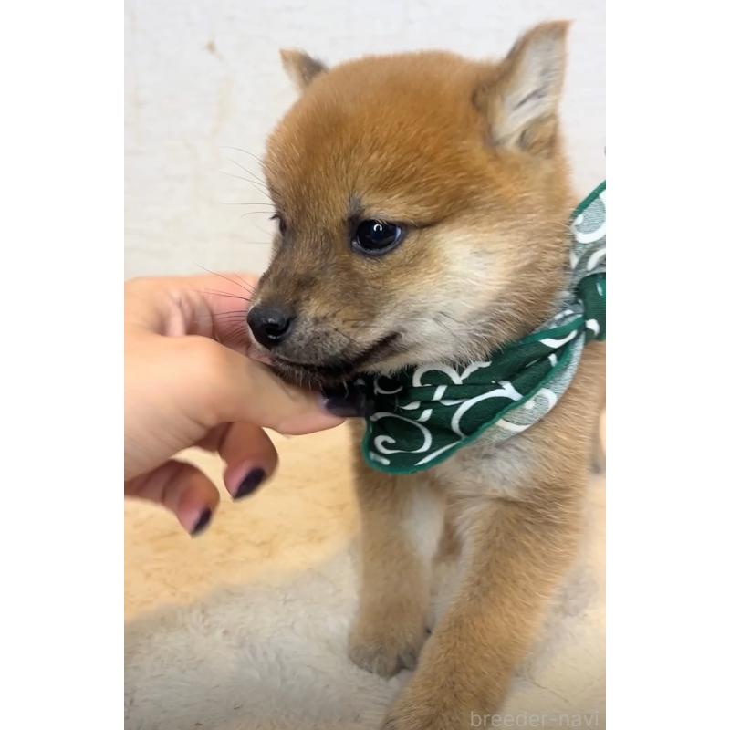 販売中の茨城県の豆柴-425725の3枚目