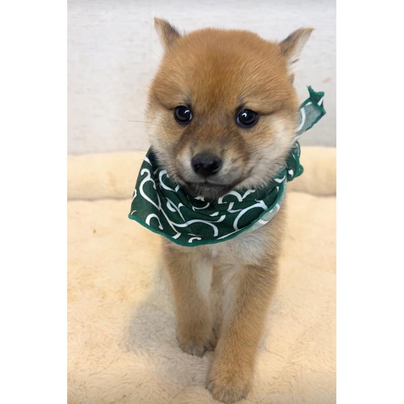 販売中の茨城県の豆柴-425725の2枚目