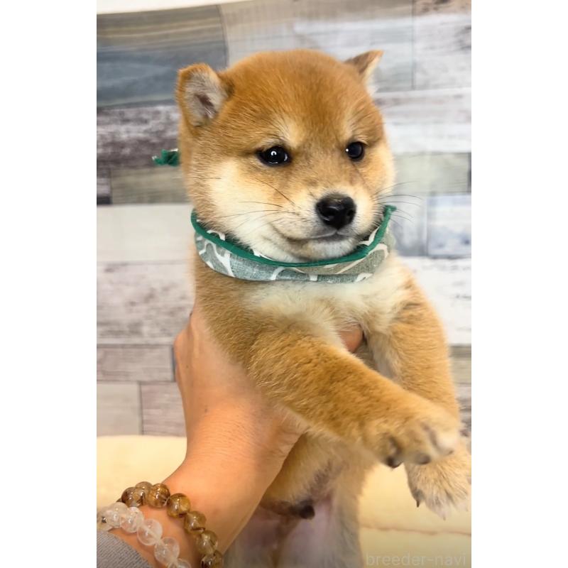 販売中の茨城県の豆柴-425727の5枚目