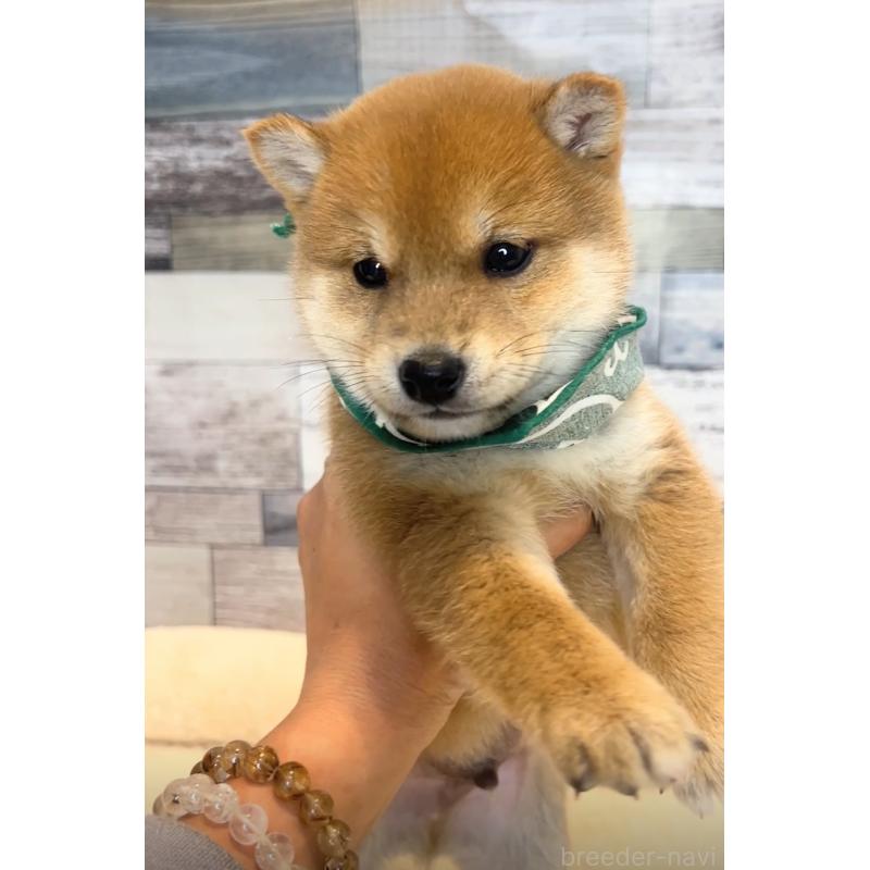 販売中の茨城県の豆柴-425727の4枚目