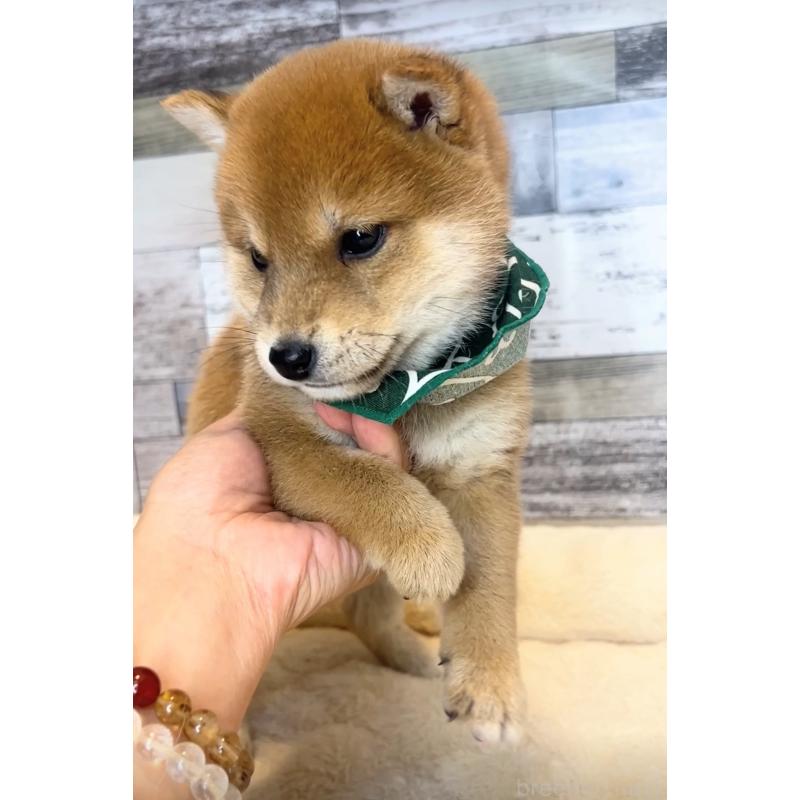 販売中の茨城県の豆柴-425727の3枚目