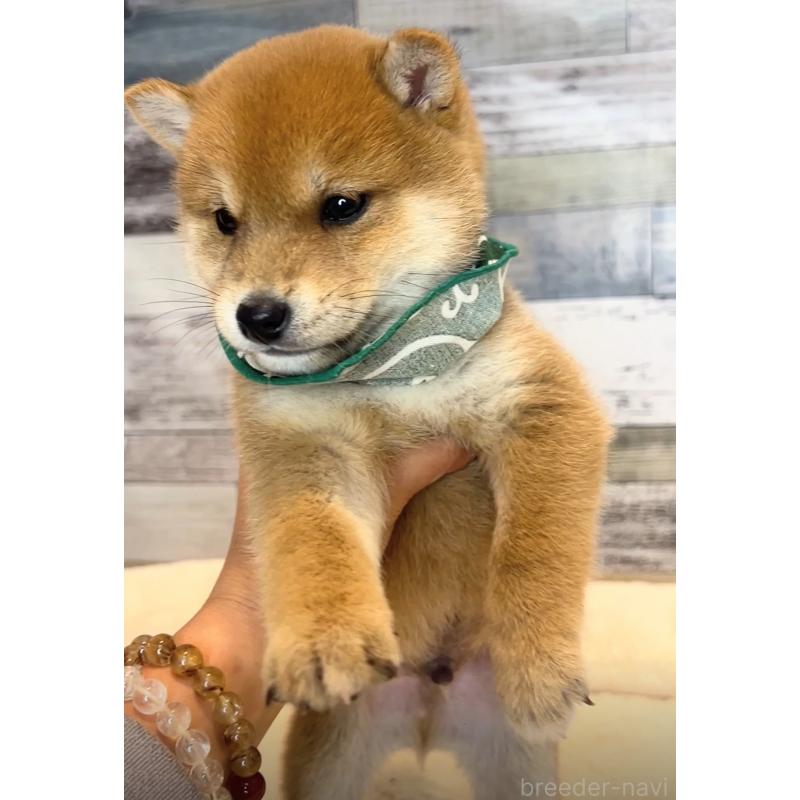 販売中の茨城県の豆柴-425727の2枚目