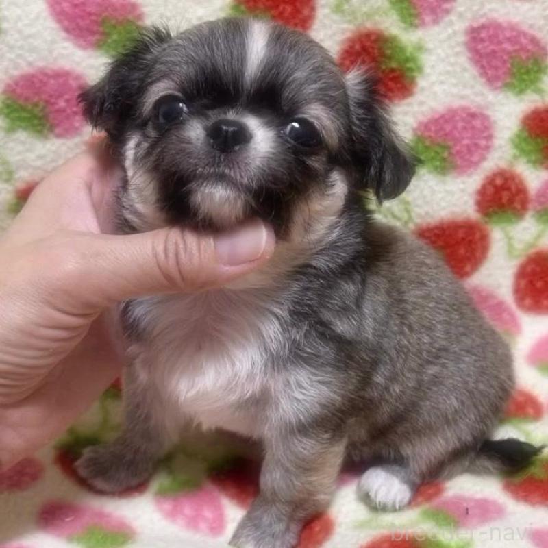 販売中の福岡県のチワワ(ロングコート)-425730の5枚目