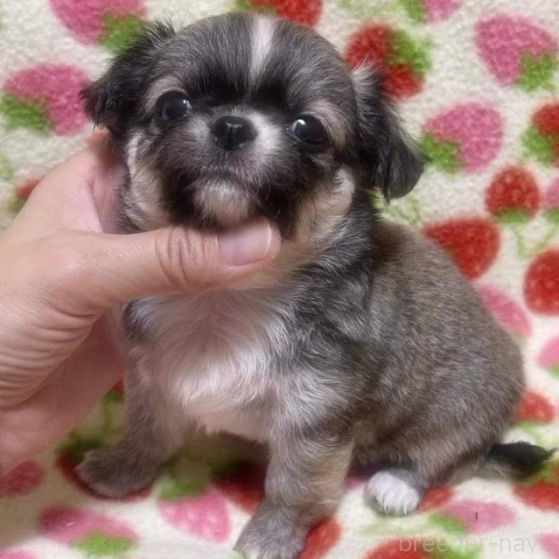 販売中の福岡県のチワワ(ロングコート)-425730の4枚目