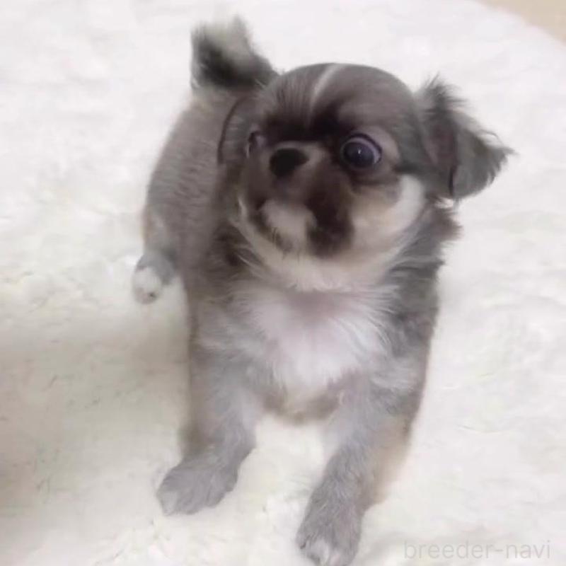 販売中の福岡県のチワワ(ロングコート)-425730の3枚目