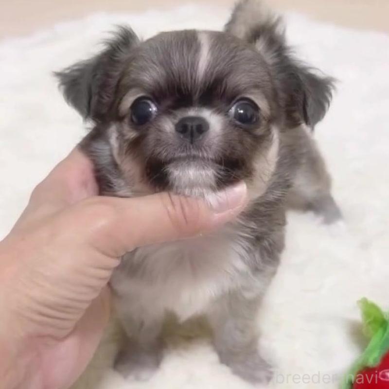 販売中の福岡県のチワワ(ロングコート)-425730の2枚目