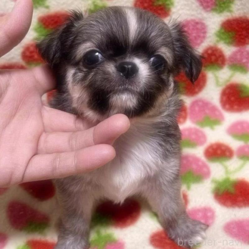 販売中の福岡県のチワワ(ロングコート)-425730の1枚目