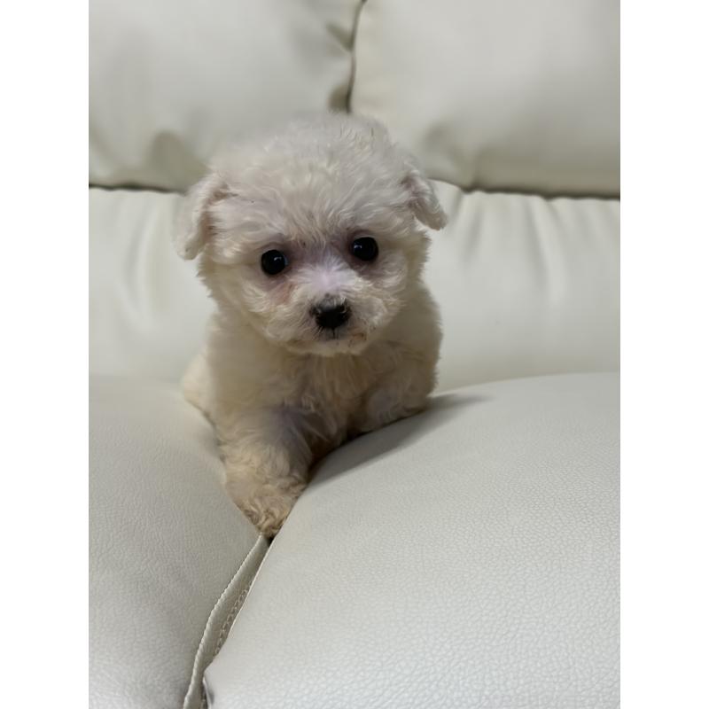 販売中の滋賀県のビションフリーゼ-425735の4枚目