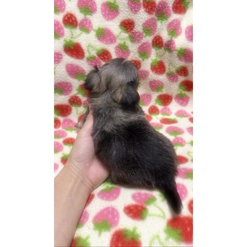 販売中の福岡県のチワワ(ロングコート)-425731の5枚目