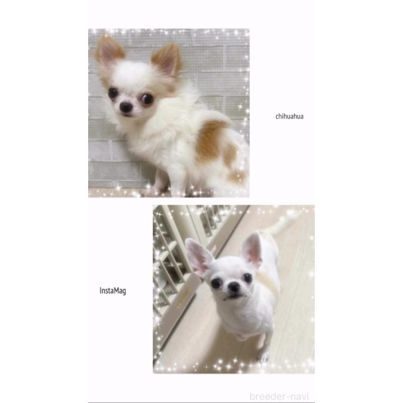 販売中の福岡県のチワワ(ロングコート)-425731の4枚目