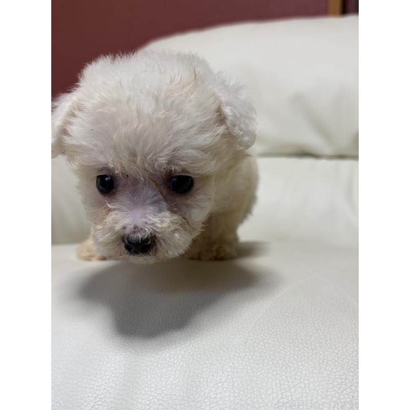 販売中の滋賀県のビションフリーゼ-425735の3枚目