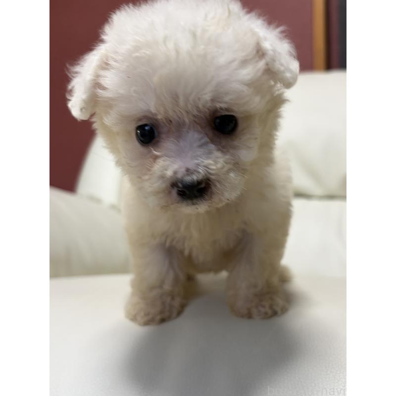 販売中の滋賀県のビションフリーゼ-425735の2枚目