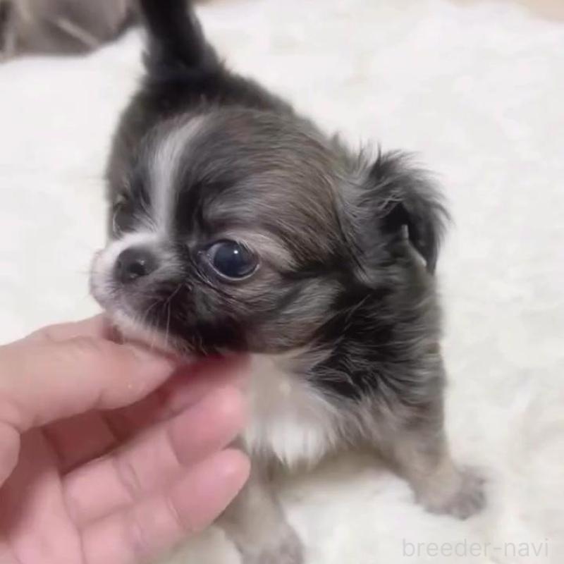 販売中の福岡県のチワワ(ロングコート)-425731の3枚目