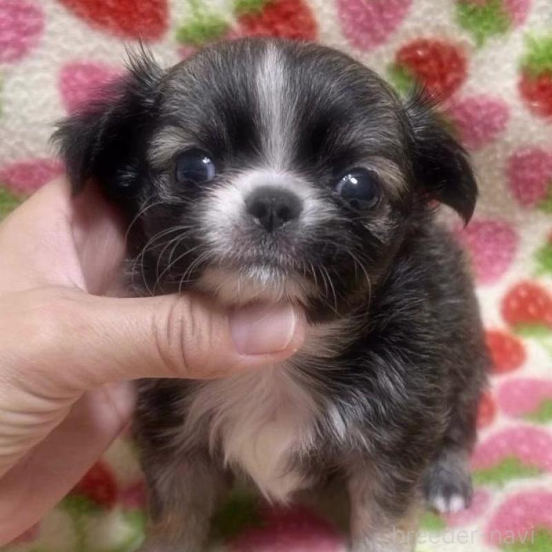 販売中の福岡県のチワワ(ロングコート)-425731