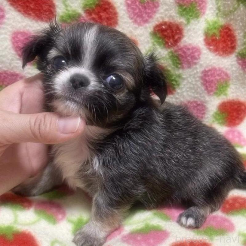 販売中の福岡県のチワワ(ロングコート)-425731の2枚目