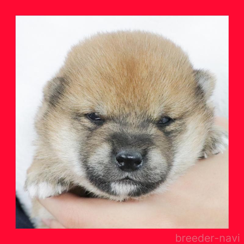 販売中の愛知県の柴犬-425736の1枚目