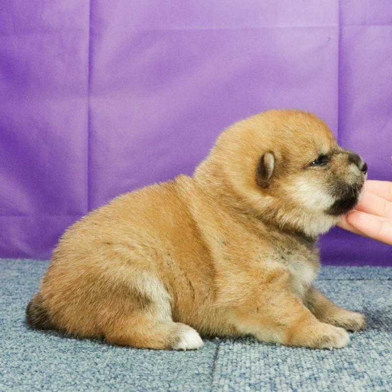 販売中の愛知県の柴犬-425736の3枚目