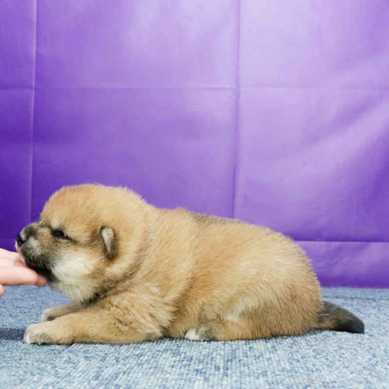 販売中の愛知県の柴犬-425736の2枚目