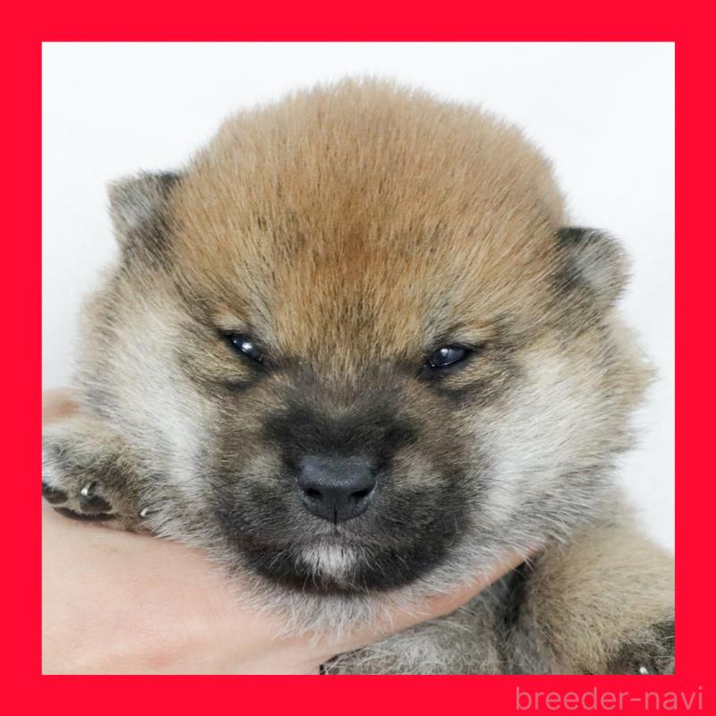 販売中の愛知県の柴犬-425737