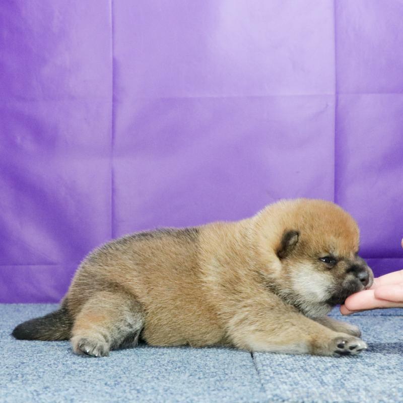 愛知県の柴犬｜男の子・2025/10/23生まれ・赤色（子犬ID：425737