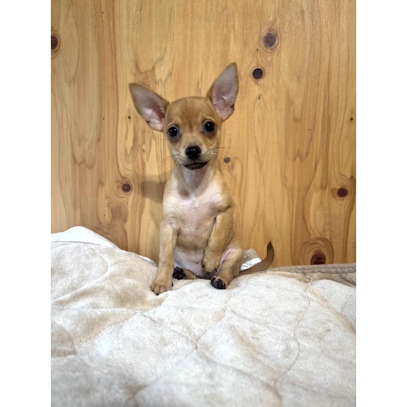 販売中の高知県のミックス犬-416687の3枚目