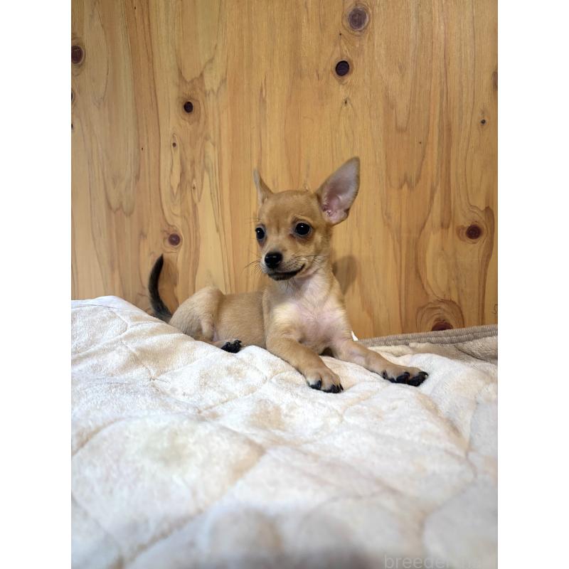 販売中の高知県のミックス犬-416687の2枚目