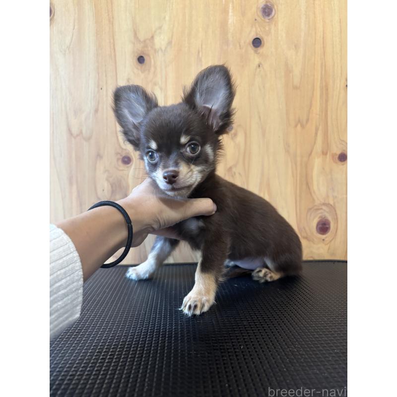 販売中の高知県のミックス犬-417549の3枚目