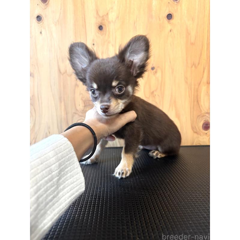 販売中の高知県のミックス犬-417549の2枚目