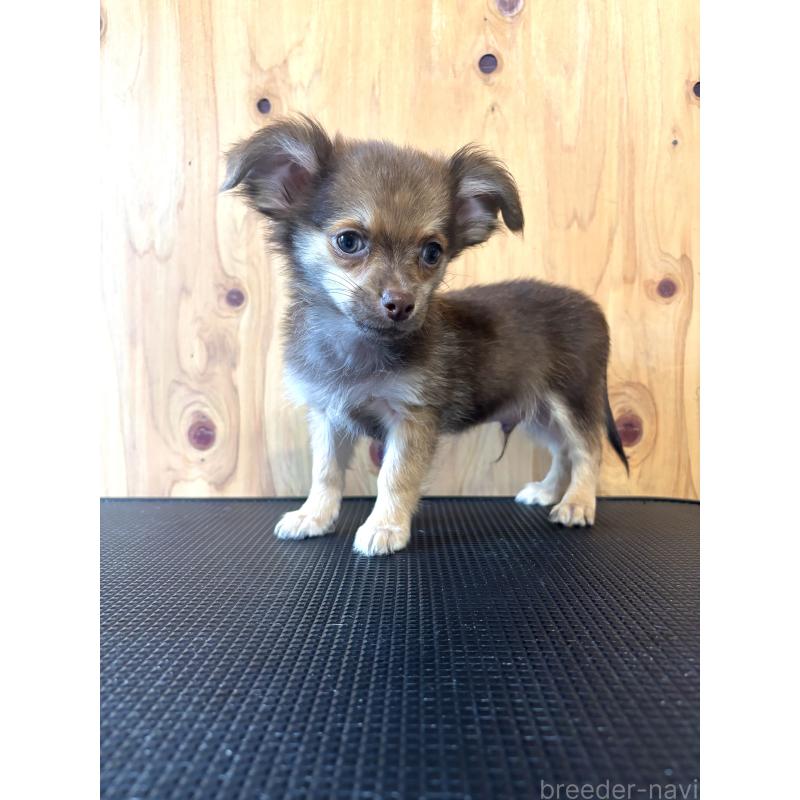 販売中の高知県のミックス犬-417552の3枚目