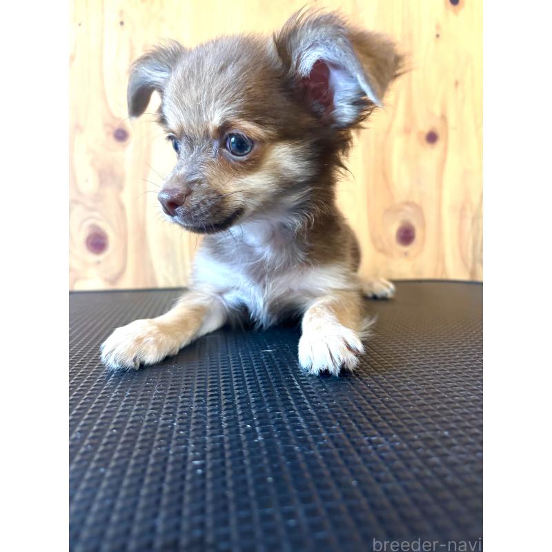 販売中の高知県のミックス犬-417552の2枚目