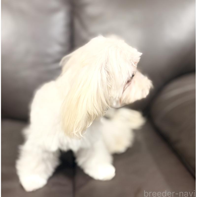 成約済の福岡県のマルプー:マルチーズ×トイプードル-388627の8枚目