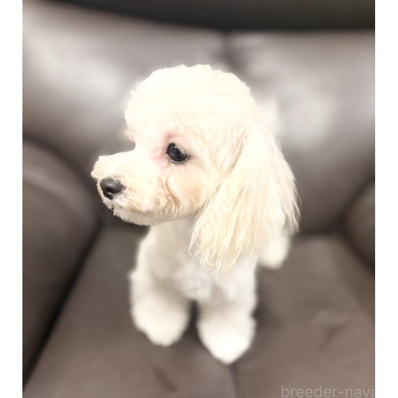 成約済の福岡県のマルプー:マルチーズ×トイプードル-388627の7枚目