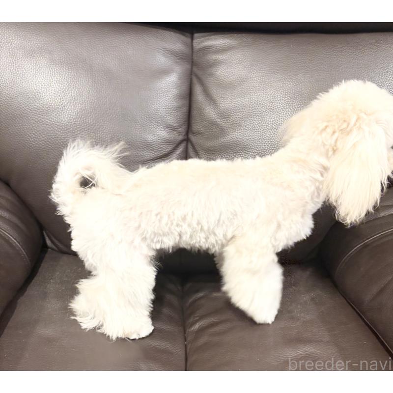 成約済の福岡県のマルプー:マルチーズ×トイプードル-388627の6枚目