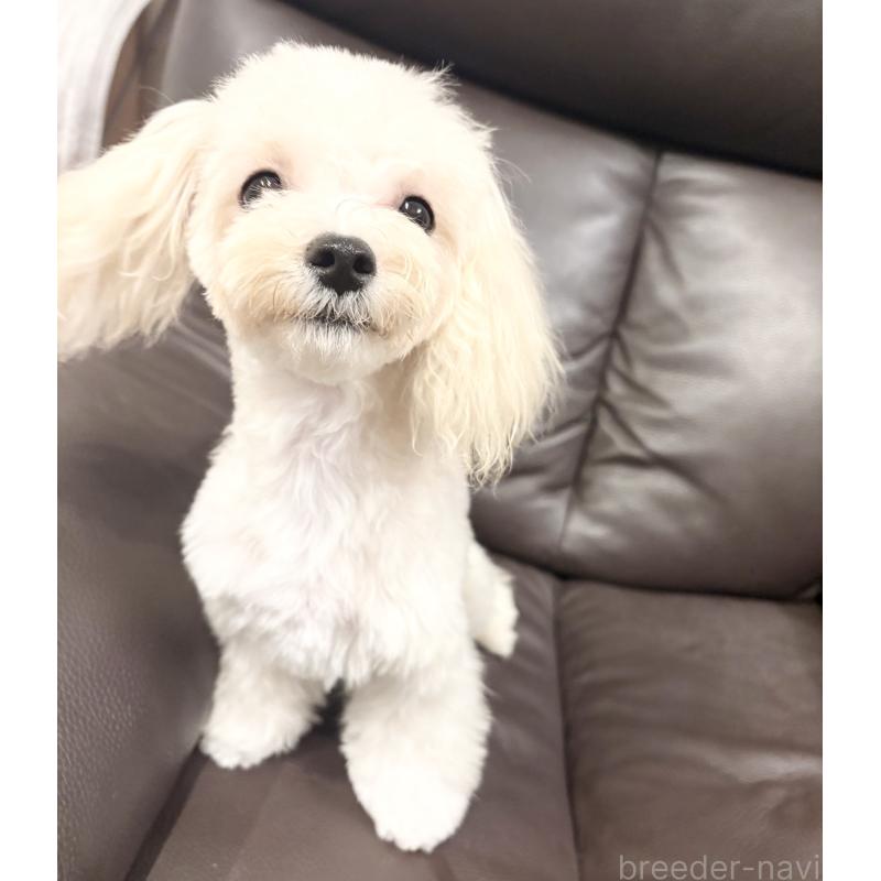 成約済の福岡県のマルプー:マルチーズ×トイプードル-388627の5枚目