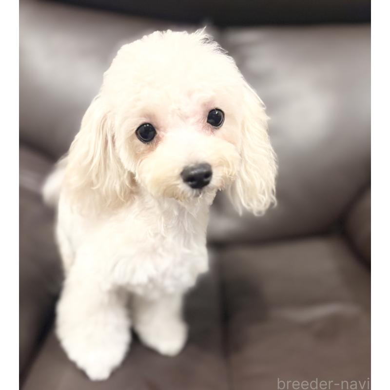 成約済の福岡県のマルプー:マルチーズ×トイプードル-388627の4枚目