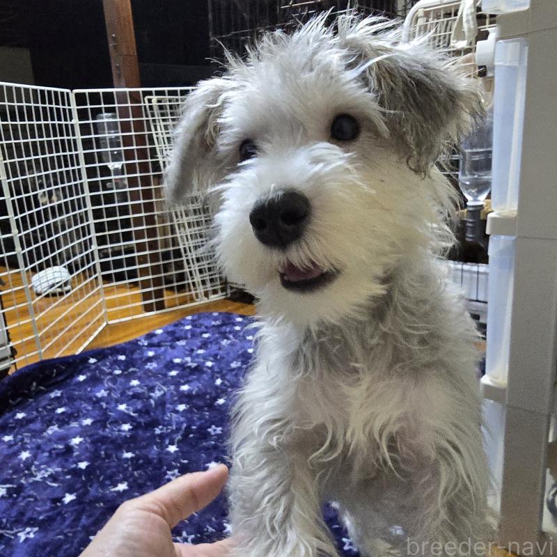 販売中の岡山県のミニチュアシュナウザー-394060