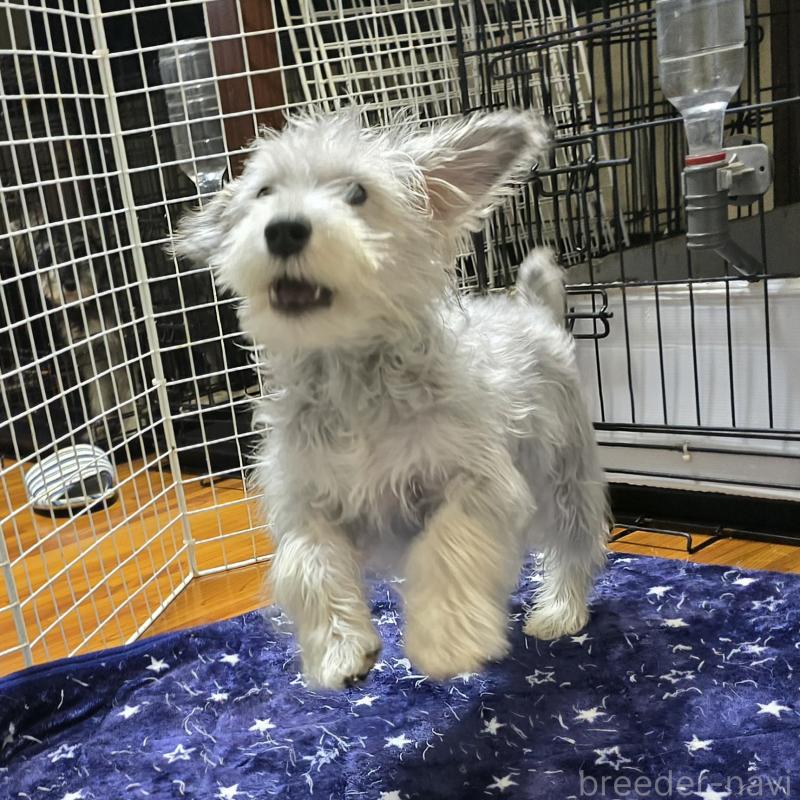 成約済の岡山県のミニチュアシュナウザー-394060の2枚目