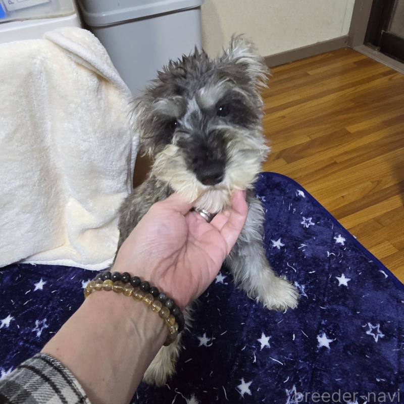 販売中の岡山県のミニチュアシュナウザー-393949の2枚目