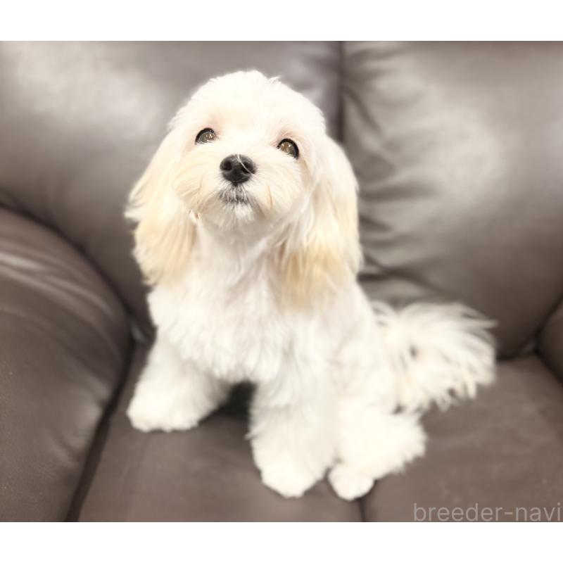 販売中の福岡県のミックス犬-386890の4枚目