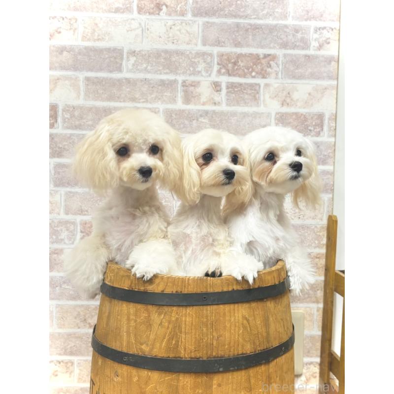 販売中の福岡県のミックス犬-386890の3枚目