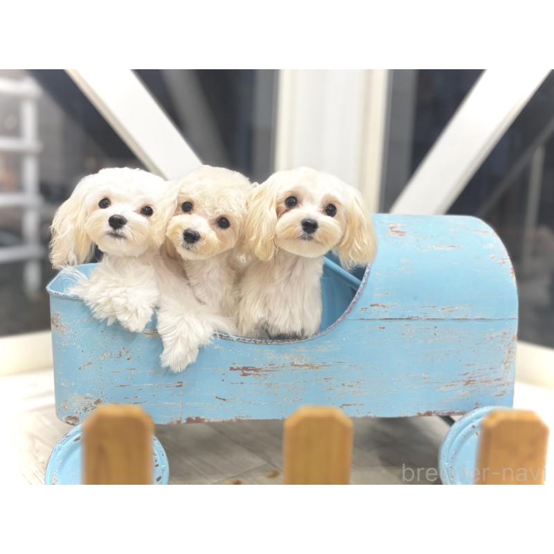 販売中の福岡県のミックス犬-386890の2枚目