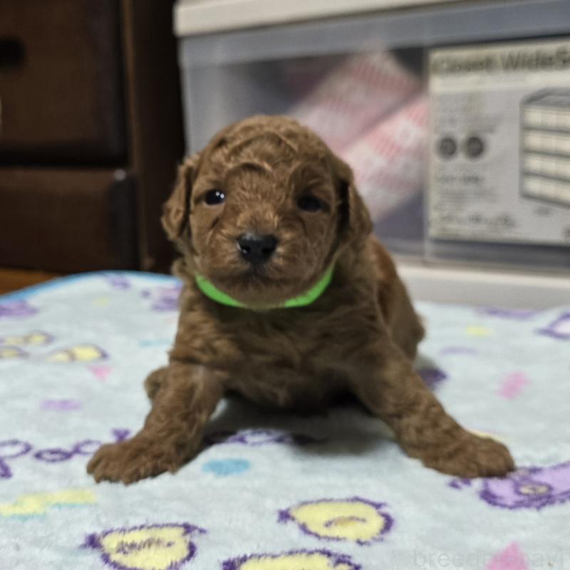 販売中の岡山県のトイプードル-425743の4枚目